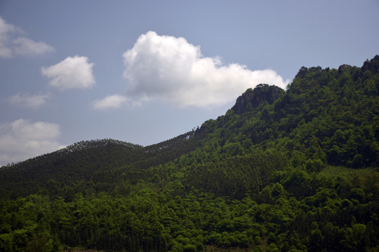 绿色景观