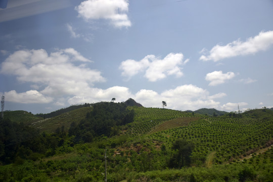 绿色风景