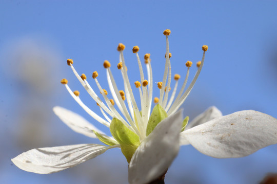 山桃花