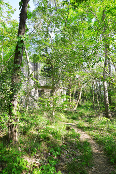 树林中的房子