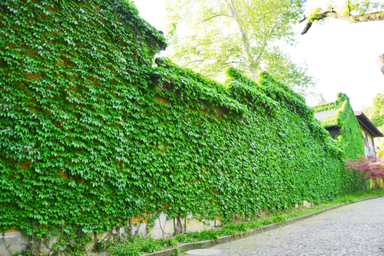 绿叶墙