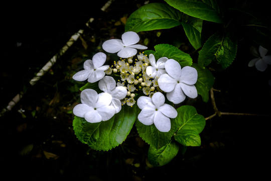 琼花玉胜缀珠徽