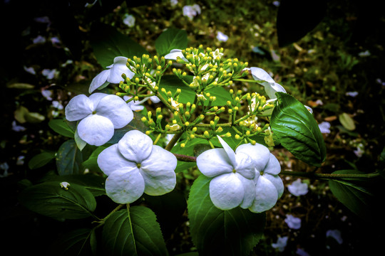 琼花玉胜缀珠徽