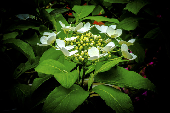 美丽的琼花