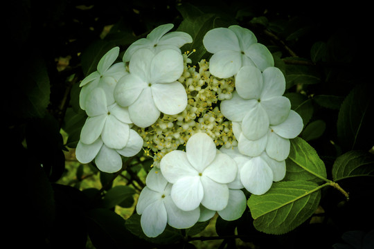 美丽的琼花