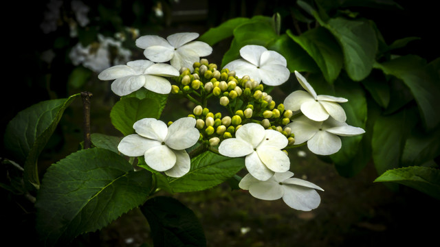 美丽的琼花