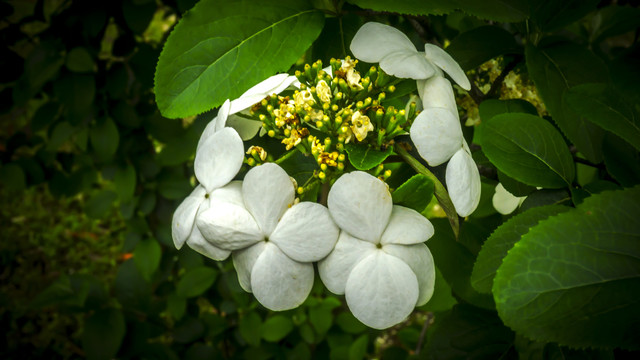 美丽的琼花