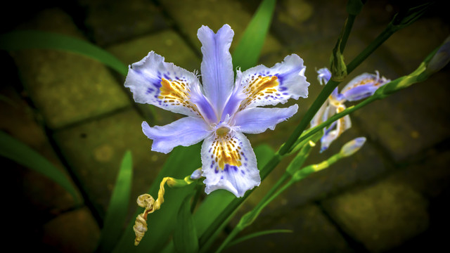 蝴蝶花