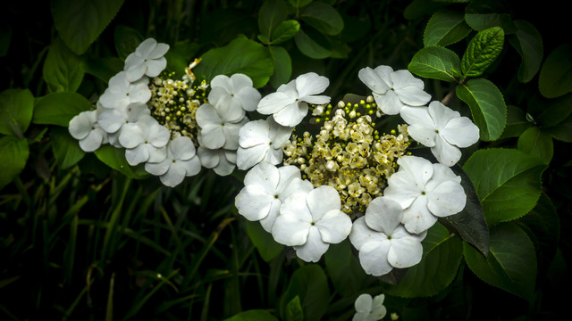美丽的琼花