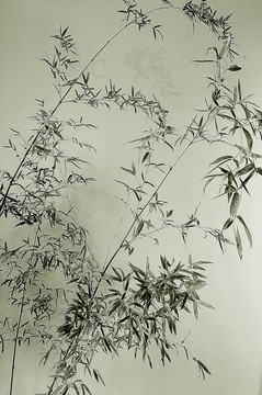 竹子黑白摄影