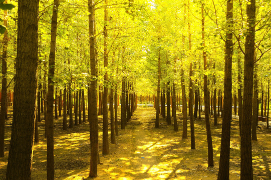 金色树林