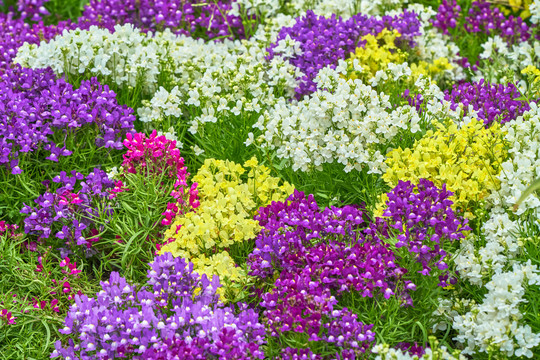 高清鲜花背景