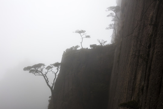 黄山松