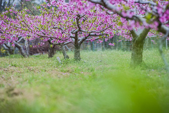 桃花