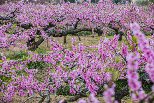 桃花