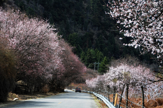 林芝桃花