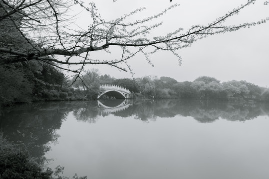 桂林榕湖春色