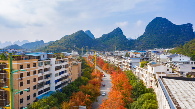 秋天阳光下城市道路两边的红枫