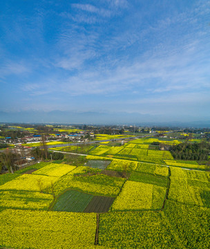 成都平原油菜花