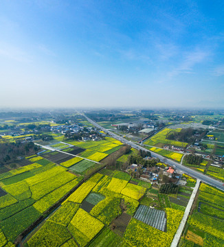 成都平原油菜花