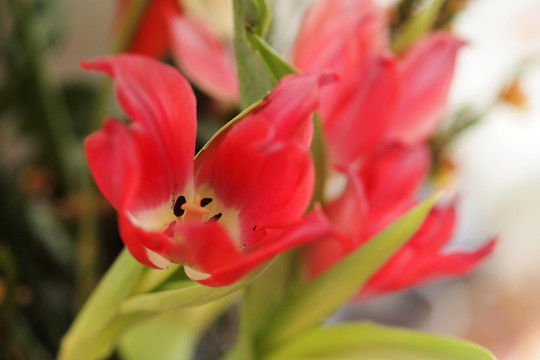 花特写