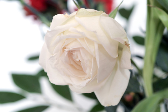圣洁白玫瑰
