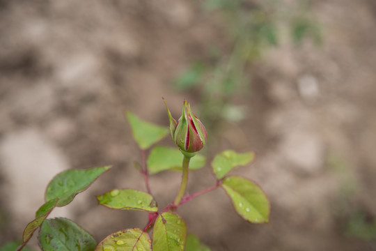 月季花