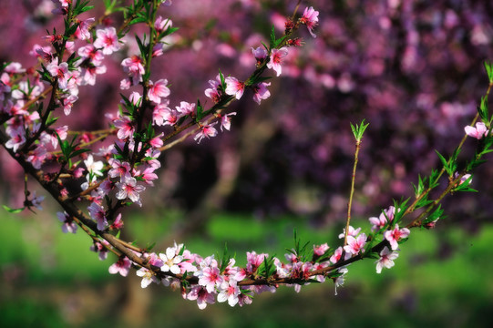 桃花