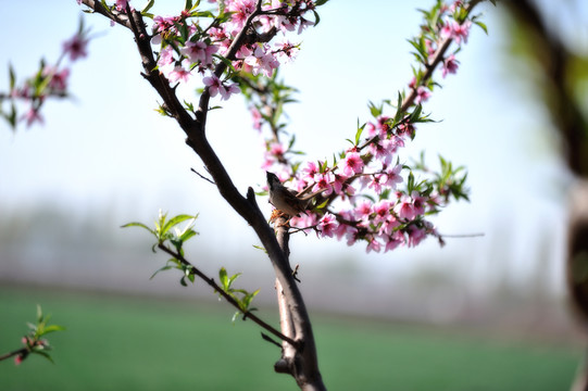 桃花