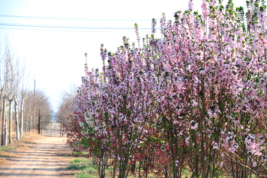 桃花