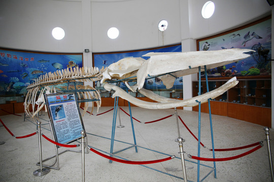 鲸鱼骨骼标本