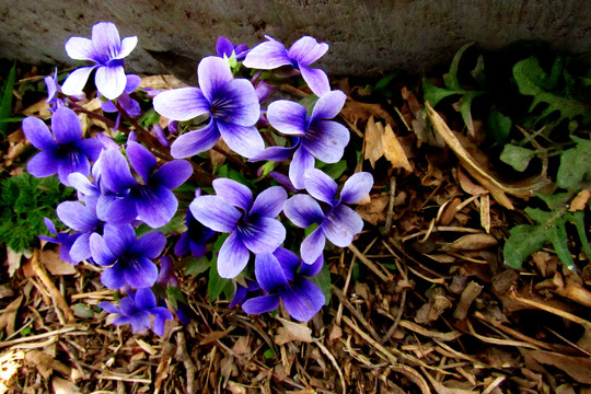 紫蓝小野花