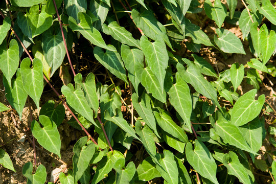 药用植物野生何首乌