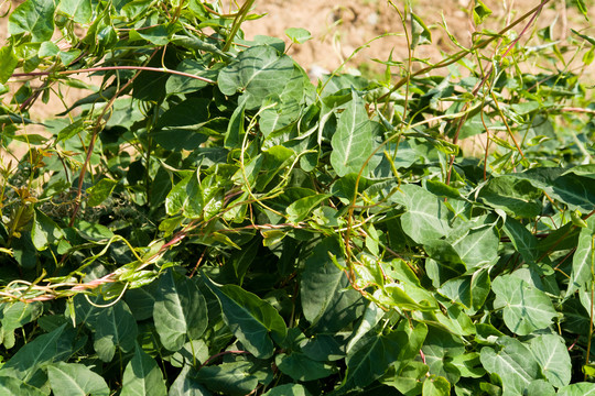 药用植物野生何首乌