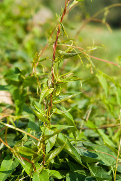 药用植物野生何首乌