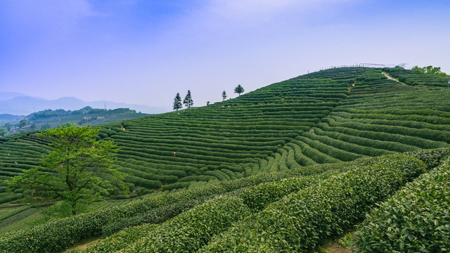 龙井茶叶基地