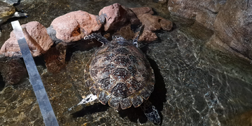 玳瑁 海龟