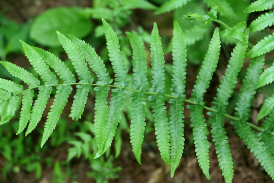 蕨类植物