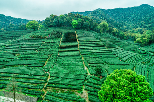 生态茶园