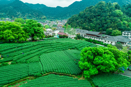 茶叶基地