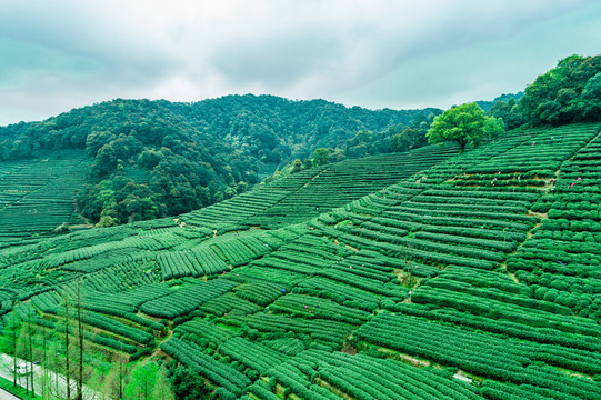 龙井茶山