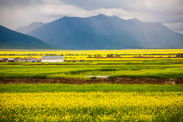 门源油菜花