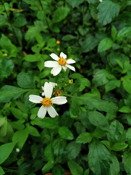 野菊花