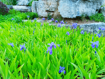 绿化花草