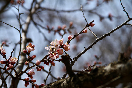 山桃花