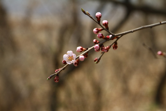 山桃花