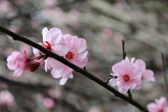 梅花