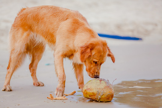 沙滩上撕咬椰子的金毛