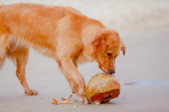 沙滩上吃椰子的金毛狗