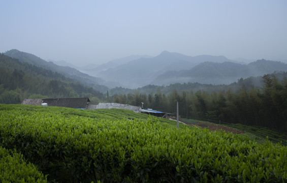茶园